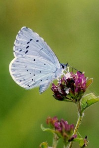 Holly Blue (Photo: David Dennis Butterfly Conservation)