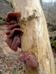 Jelly Ear Tree Fungi