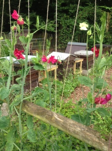 Beehives and sweet peas