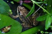 Common Frog (Photo: Meadow Project)
