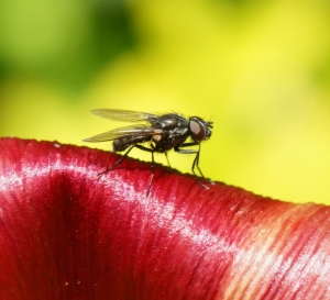 Fly on Tulip (Photo: Meadow Project)