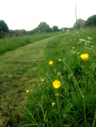 Mown path through grass verge (Photo: Meadow Project)