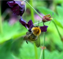 Bumble Bee on Geranium