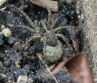 House Spider (Photo: Meadow Project)