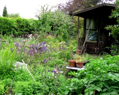 Garden shed overlooking vegetable patch in the garden of Paul Mathews (Photo: Meadow Project)