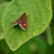 Unidentified moth (Photo: Meadow Project)