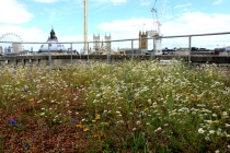 Wildflowers and annuals at London Tube HQ St James Station