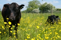 Dexter cattle in hay meadow