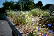 Mini meadow and log piles on green roof in Lewisham