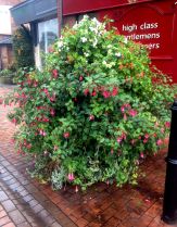 Abundant flowering street planter